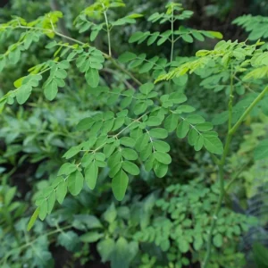 Moringa leaves benefits