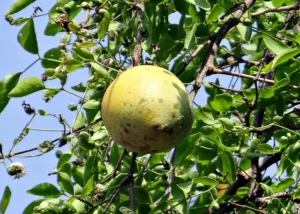 wood apple fruit