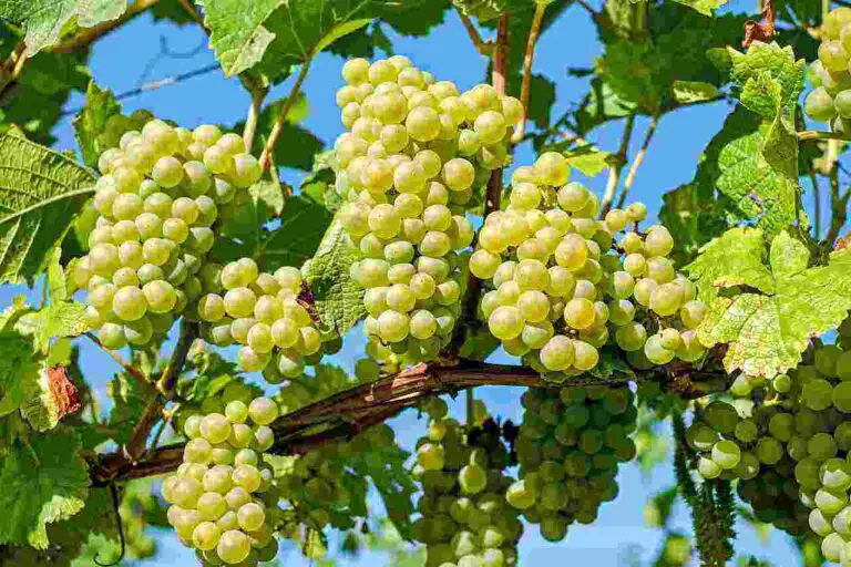 5 health benefits of Grapes