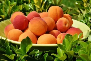 Fruits That Favor Fat Loss