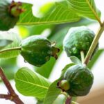 Benefits of guava leaves in woman