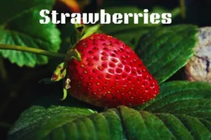 How Many Strawberries Can Kill You? 