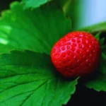 How Many Strawberries Can Kill You?