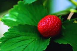 How Many Strawberries Can Kill You?