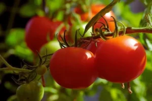 Tomato Nutritional Value Per 100g 