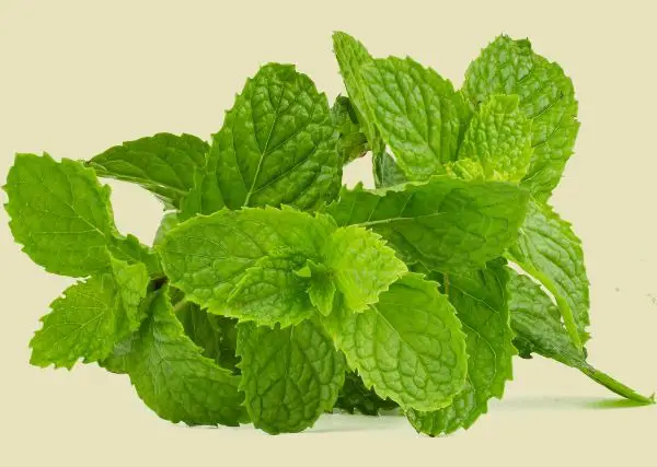 A handful of fresh green mint leaves arranged for making mint tea